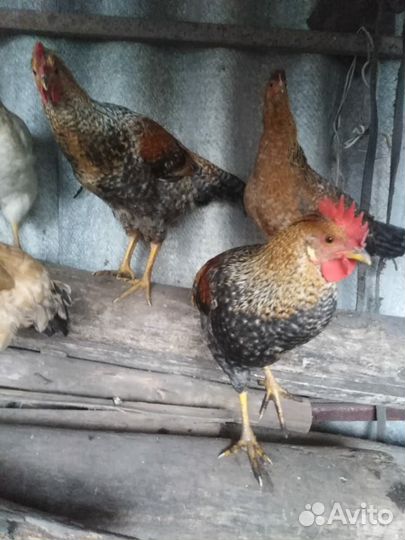 Молодые петухи
