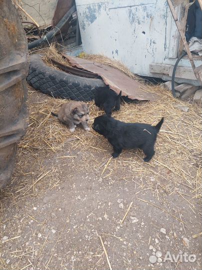 Щенки в дар