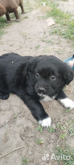 Помесь лабрадора