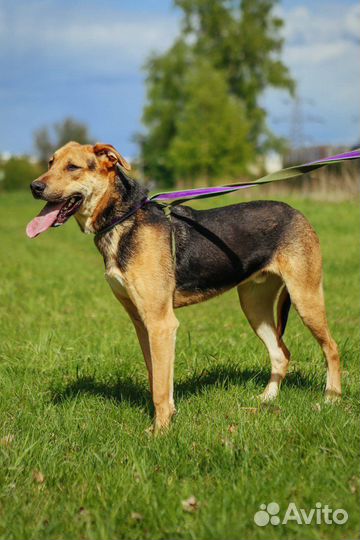 Пес Дастин очень хочет найти семью