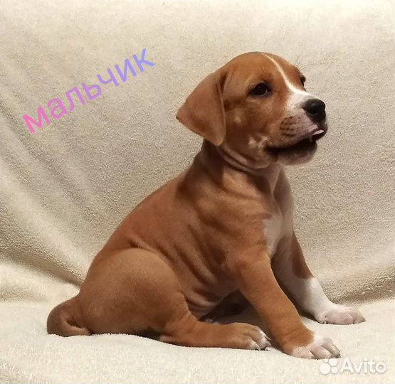 Щенки амстаффа