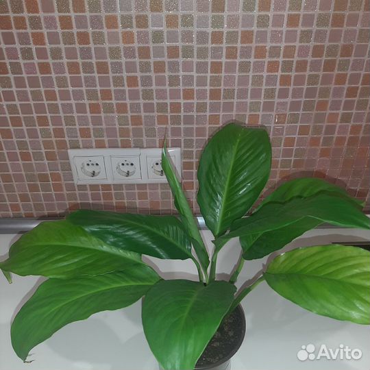 Спатифиллум