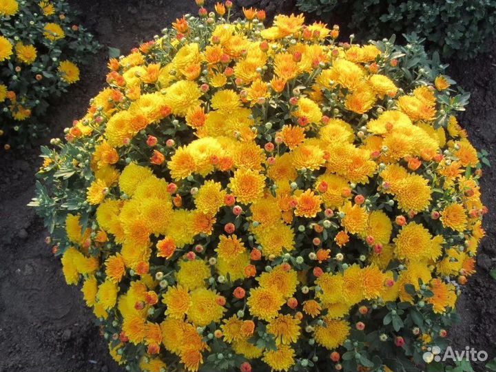 Хризантемы мультифлора
