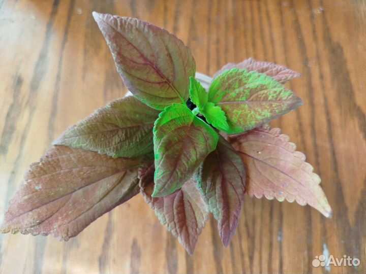 Колеусы,2 часть