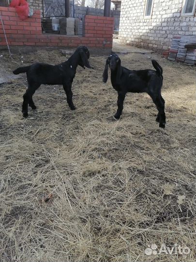 Козлята камори