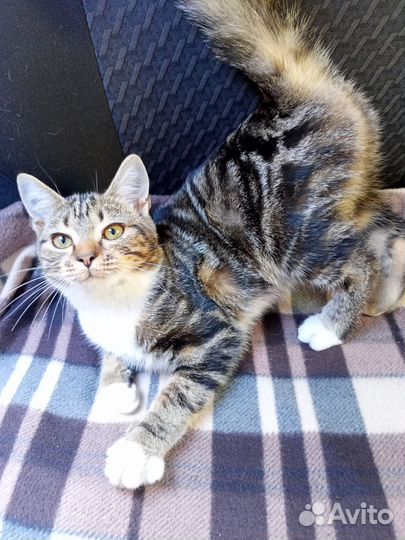 Котята ручные