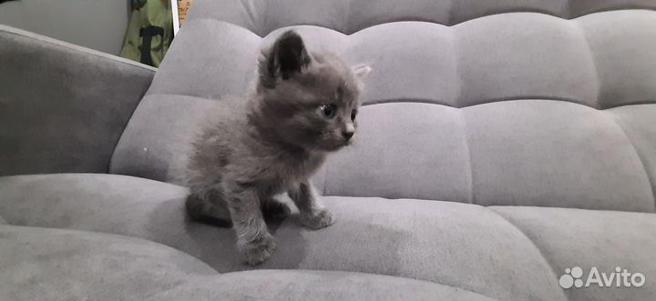 Отдам в добрые руки котят