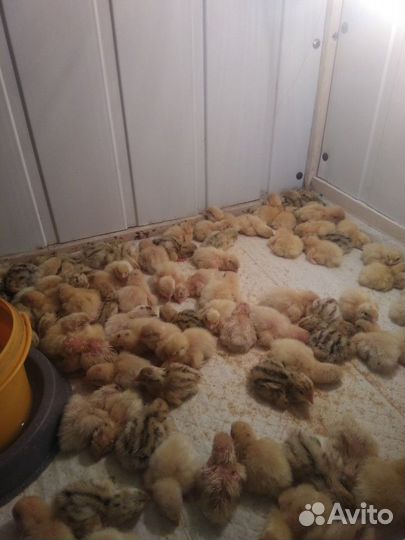 Перепела суточные