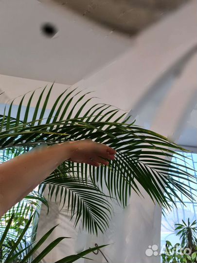 Пальма-огромная в горшке с самополивом