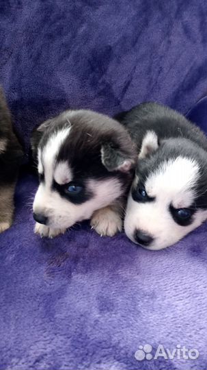 Щенки сибирской хаски