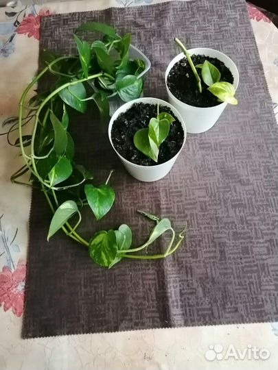 Эпипремнум