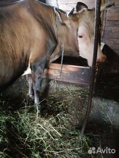Корова дойная