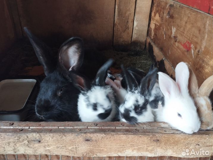 Кролики мясных пород (вислоушки - метисы)