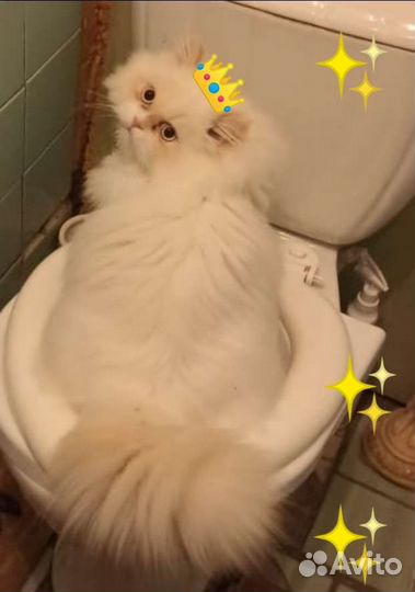 Персидский кот, вязка