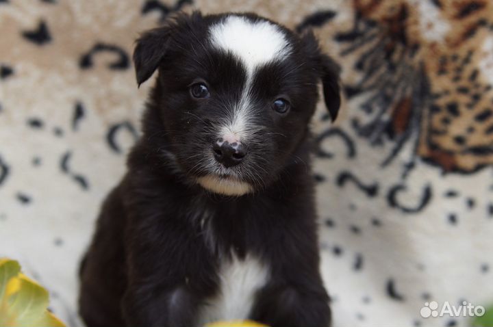 Щенок мальчик