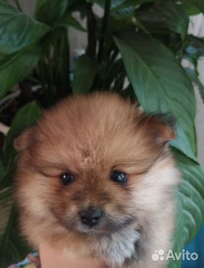 Щенки шпица