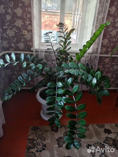Замиокулькас, большие комнатные цветы