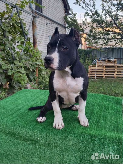 Булли девочка