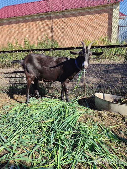 Козы дойные и козлы