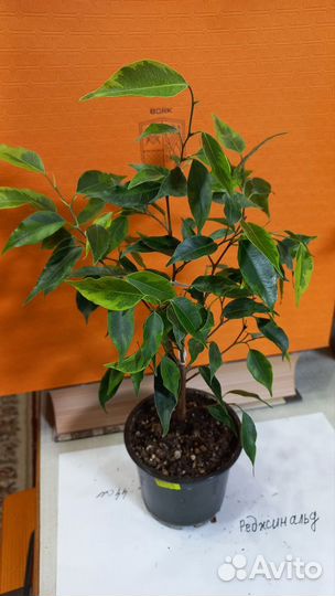 Фикус бенджамина