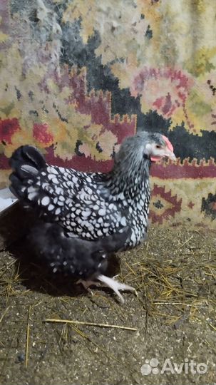 Инкубационное яйцо породных кур