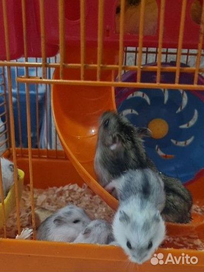 Джунгарский хомяк