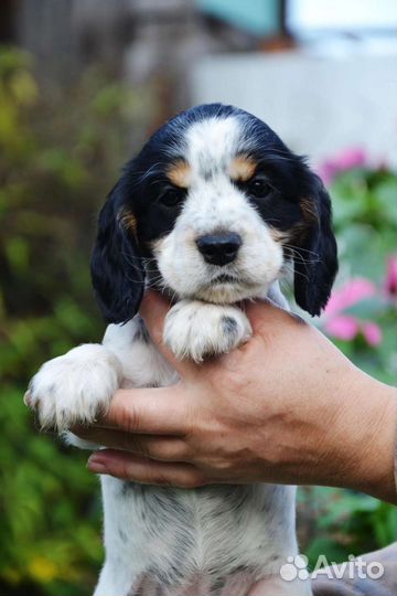 Собаки щенки