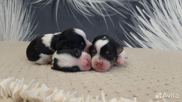 Бивер резерв