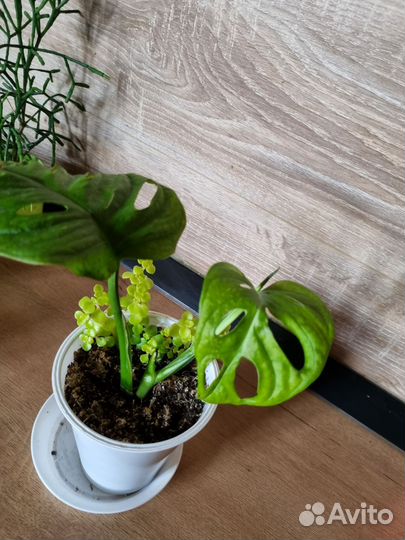 Комнатные растения цветы