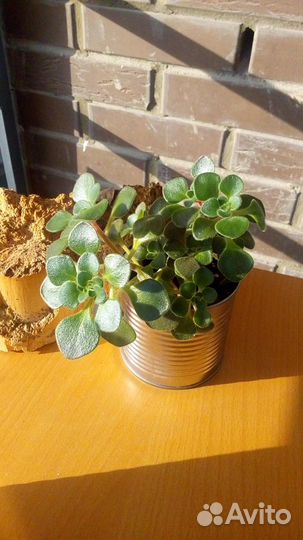 Суккуленты