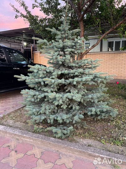 Ель голубая