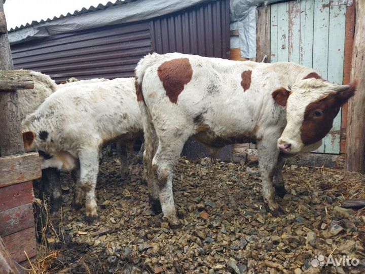 Быки симменталы