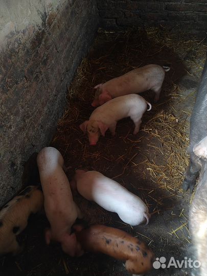 Поросята ландрас дюрок