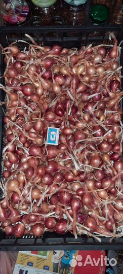 Лук семейный