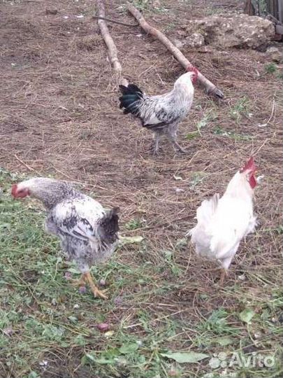 Петухи