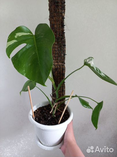 Монстера альба и обычная монстера