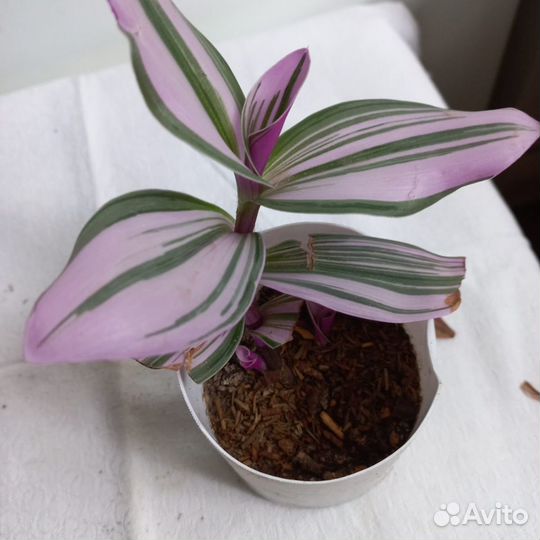 Сортовая розовая традесканция нанук