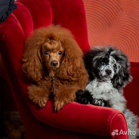 Вязка mini пудель