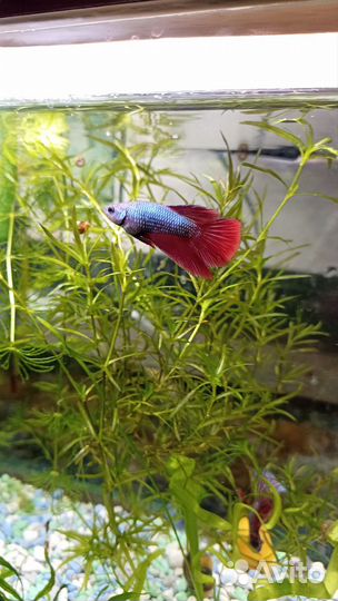Аквариум с петушком