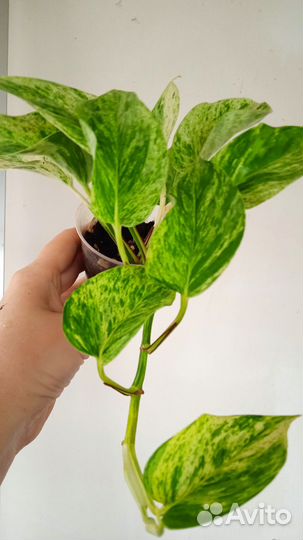 Сциндапсусы. Эпипремнумы