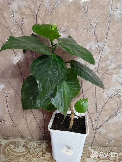 Сортовые гибискусы