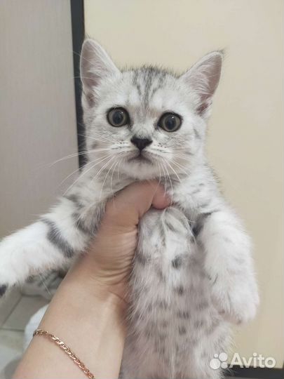 Британский котенок