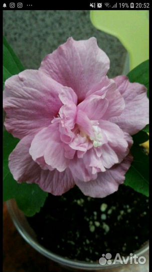 Гибискус сирийский Лавандер Шифон