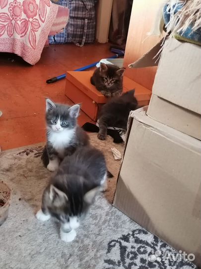 Котята мейн-кун