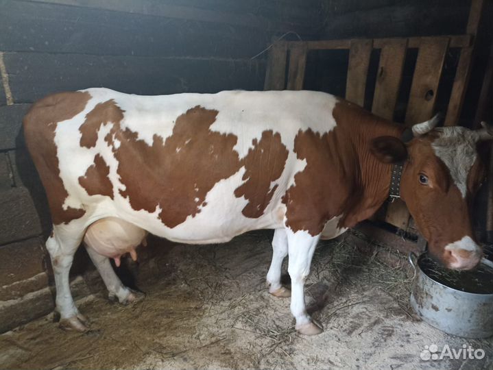 Продам двух коров