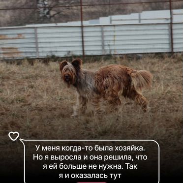 Бриар, взрослая собака