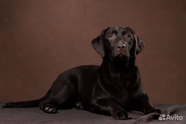 Лабрадоры щенки