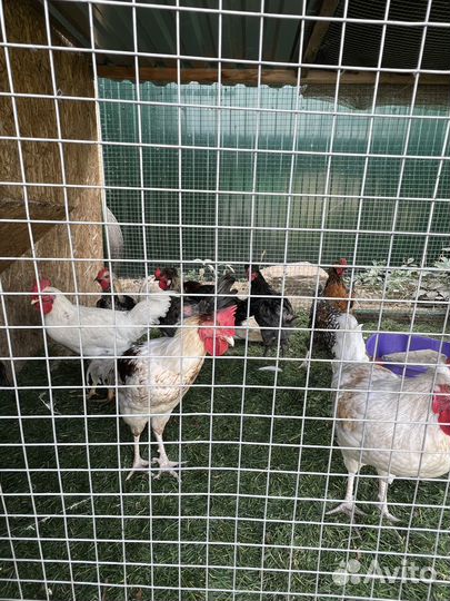 Продам молодых петушков