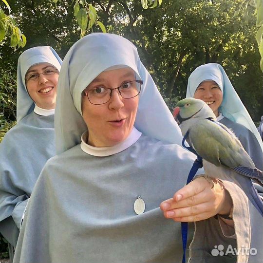 Ожереловый попугай самец
