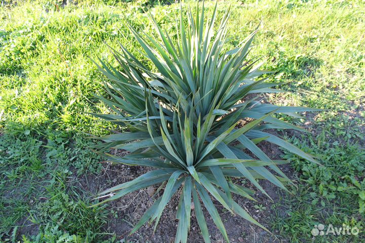 Продаются саженцы пальмы 